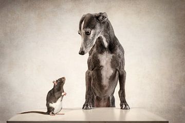 Ratte &Ampel; Hund von Nuelle Flipse