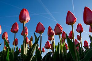 Rode tulpen in de ochtendzon sur Arjen Schippers