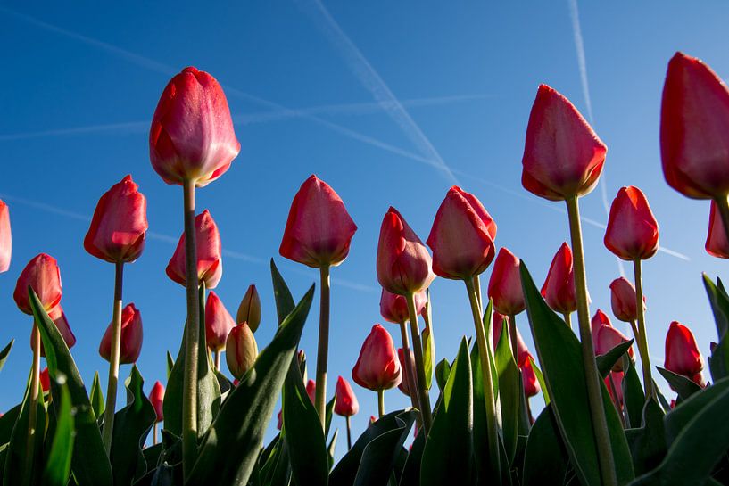 Rode tulpen in de ochtendzon von Arjen Schippers