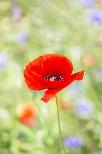 Klaproos in een veld vol wilde bloemen 3 van Evelien Oerlemans