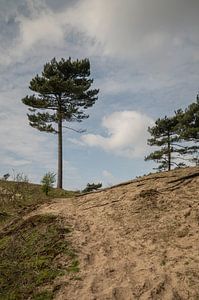 Korsische Kiefern in den Kennemer-Dünen