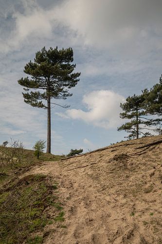 Corsicaanse dennen in de Kennemerduinen
