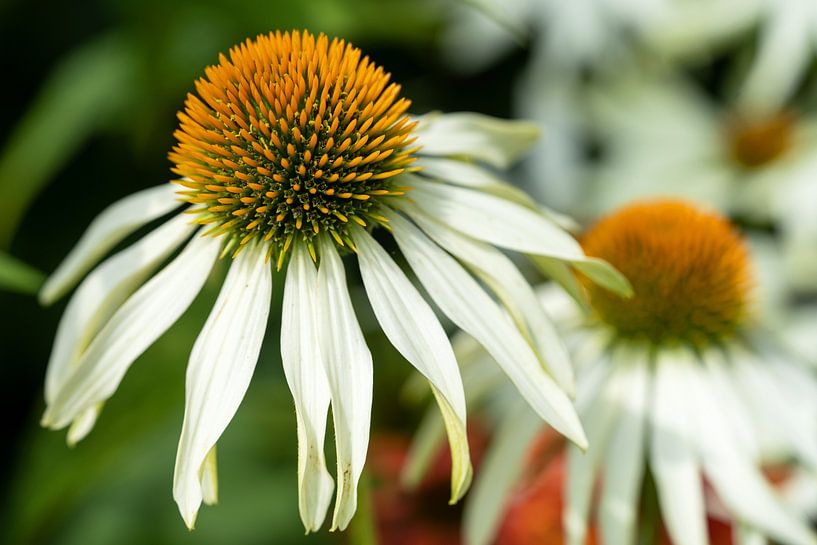 Echinacea purpurea, coneflower by Alexander Ludwig