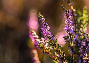 Blooming Heather by William Mevissen thumbnail