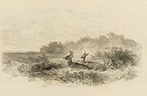 Un cerf et une biche dans un paysage, Bodmer, Karl