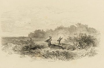 A Deer and doe in a landscape, Bodmer, Karl by Teylers Museum
