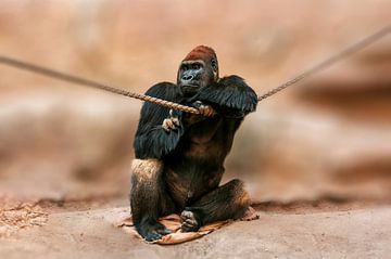 Gorilla male by Mario Plechaty Photography