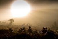 Sunrise in Sri Lanka: a mysterious landscape during a morning walk
