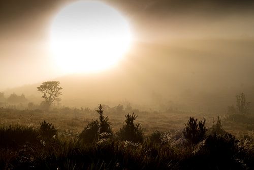 Sunrise in Sri Lanka: a mysterious landscape during a morning walk