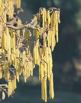 Tire-bouchon Hazel sur Bo Valentino