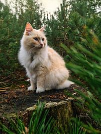 Katze im Wald von Ivana Luijten