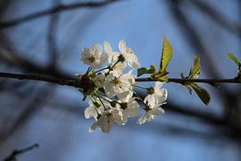 Wilde bloesem by Clicksby JB