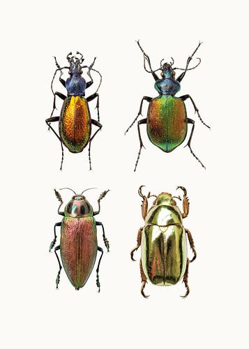 Rariteitenkabinet_Insecten_09