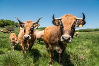 Les vaches Aubrac