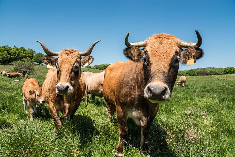 Les vaches Aubrac by gerald chapert