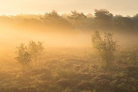 Goldenes Licht auf der Veluwe von Friso Schinkel