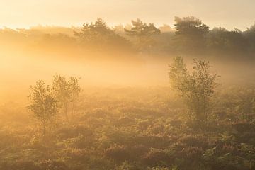 Goldenes Licht auf der Veluwe von Friso Schinkel