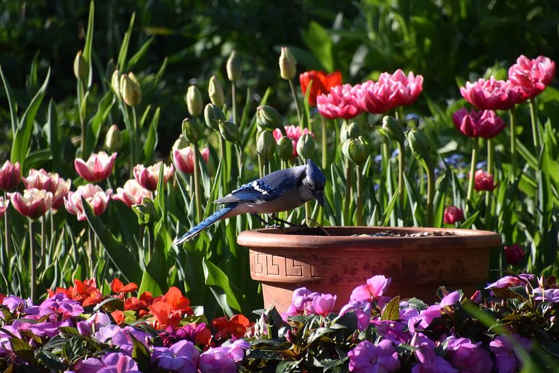 A blue jay in the garden in spring by Claude Laprise