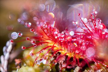 Drosophile de près, plante carnivore rouge avec gouttes de rosée sur John Ozguc