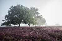 Bomen in de mist op de Strabrechtse Heide