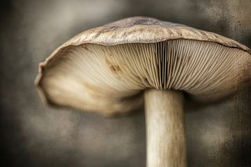 Paddenstoel van Bert Nijholt