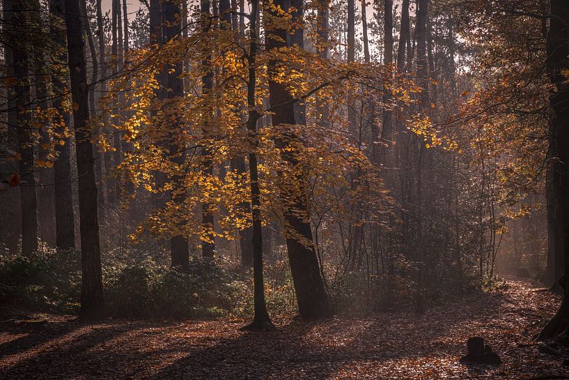 Autumn Sun by peterheinspictures