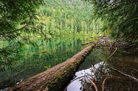 Reflecties in een bergmeer op Vancouver Island van Louise Poortvliet thumbnail