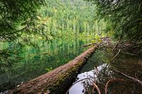 Reflections in a mountain lake on Vancouver Island