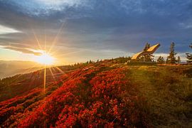 Feuilles de cassis rouges à la lumière