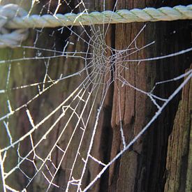 Spinnenweb met rijp sur Ilona Bredewold