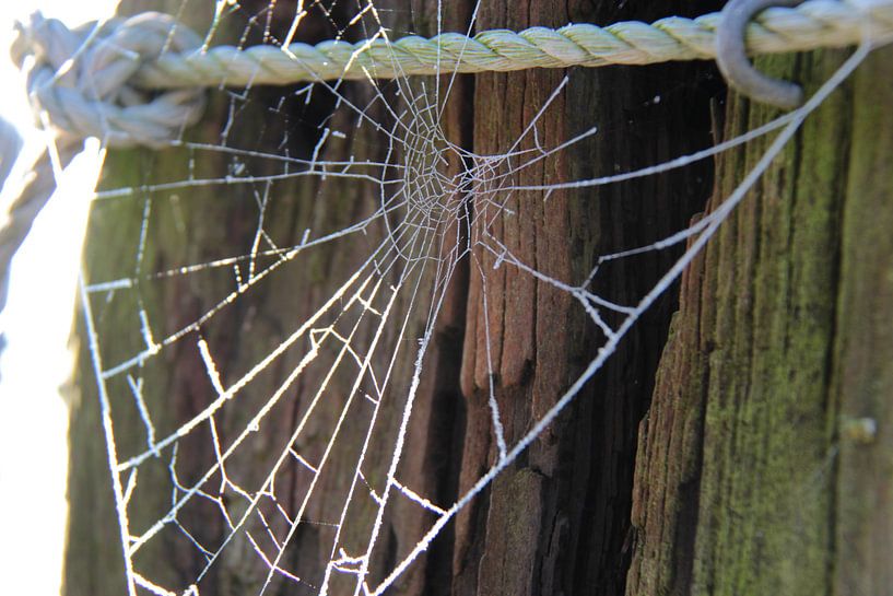 Spinnenweb met rijp von Ilona Bredewold
