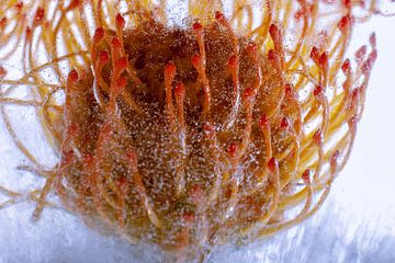 Leucospermum in ice 2 van Marc Heiligenstein