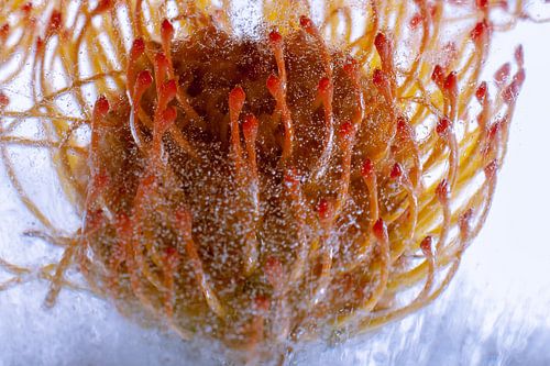 Nadelkissen in Eis 2