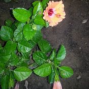 boukje de jong photo de profil