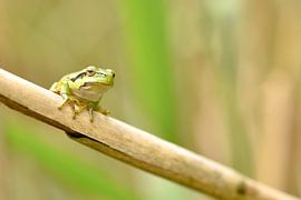Boomkikker van Kirsten Geerts