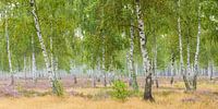 Birch forest and blooming heath