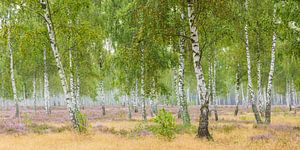 Forêt de bouleaux et lande fleurie