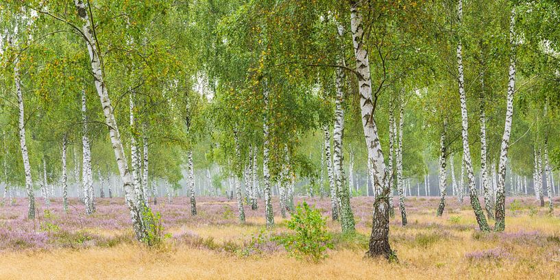 Berkenbos en bloeiende heide van Daniela Beyer