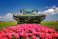 Les dernières tulipes