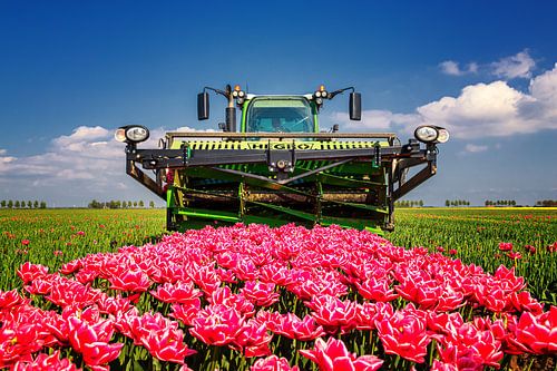 Les dernières tulipes sur Marco Rutten