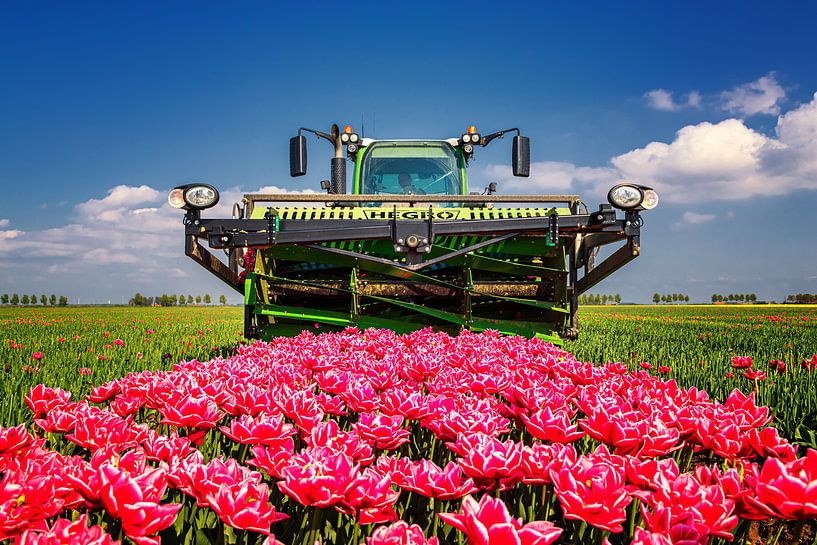 The last tulip cups by Marco Rutten