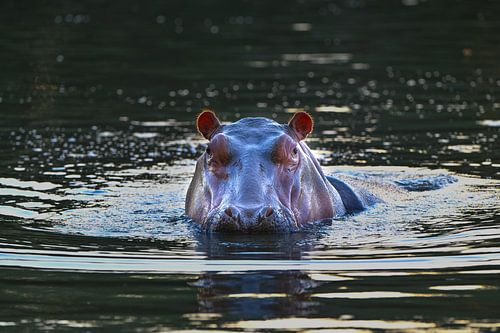Een nijlpaard kijkt je aan