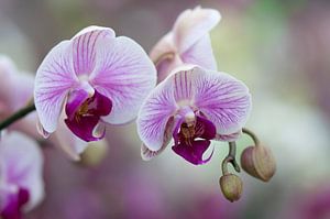 Orchid (Orchideae)