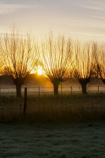 Weiden in der kalten Morgensonne von Niek Traas