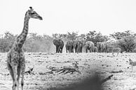 De olifanten komen! | Natuurfotografie Wildlife Zwartwit van Monique Tekstra-van Lochem thumbnail