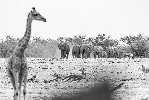 De olifanten komen! | Natuurfotografie Wildlife Zwartwit