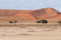 Namib Desert