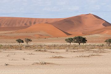Namib Desert by Rick van der Weijde