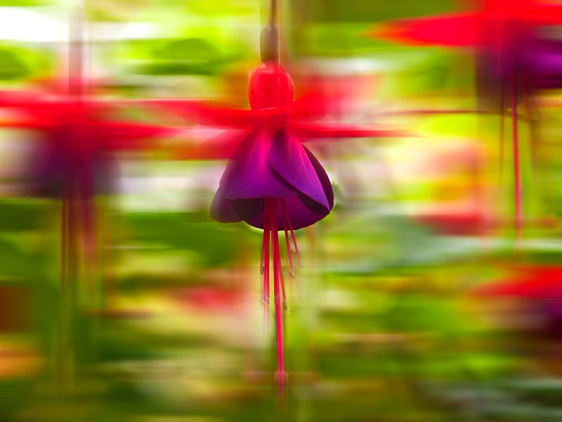 Fuchsia von Pa. Wowitto