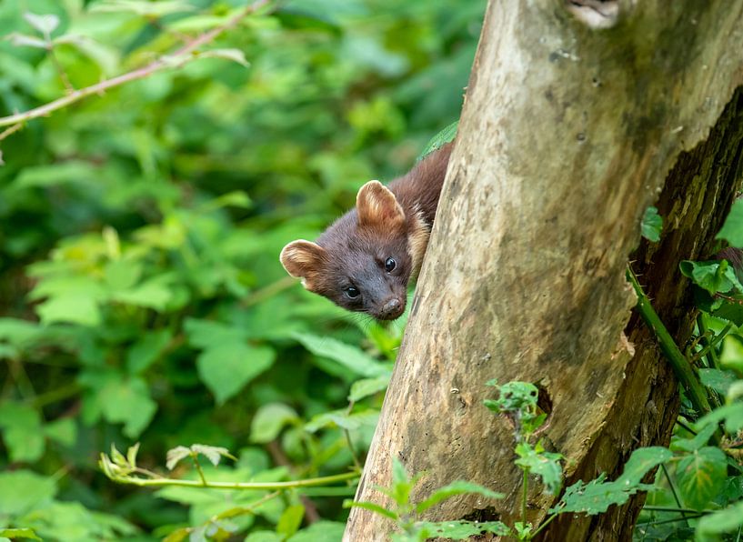 Kolibri von Harry Punter